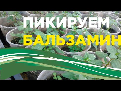 Видео: Бальзамин новогвинейский уход в домашних условиях