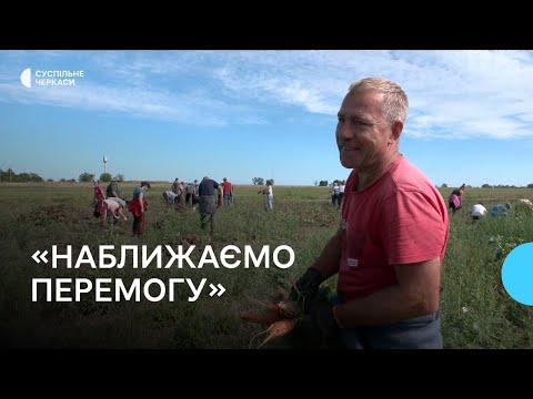 Видео: На Черкащині збирають урожай «Садів перемоги»