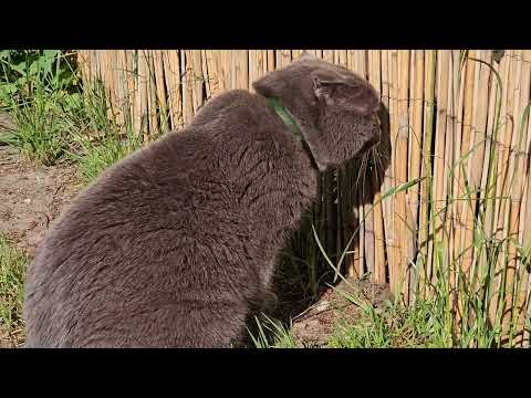 Видео: Боролась с Сильвером целый день / не пускаю идти драться