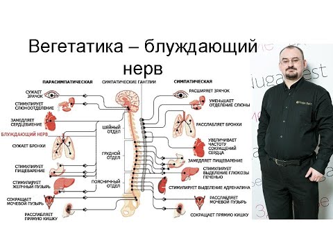 Видео: Вегетатика – Х пара черепно-мозговых нервов.