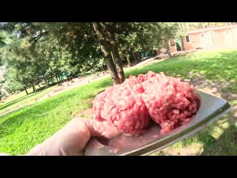 Видео: Как выкормить 10 щенков КАРЕЛО-ФИНСКОЙ ЛАЙКИ - 21-ЫЙ ДЕНЬ! :: How to FEED the cubs of FINNISH SPITZ?