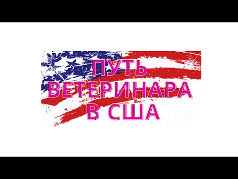 Видео: Путь ветеринара в США