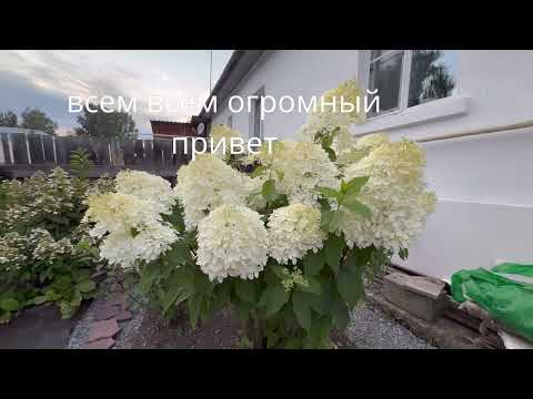 Видео: Влог. Садовая ярмарка-цветы,саженцы,лилии, др.Мои покупки.Мои шикарные гортензии и розы. Август 2025