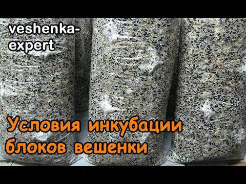 Видео: Условия инкубации грибных блоков вешенки. Ошибки инкубации. Как вырастить вешенку без инкубатора