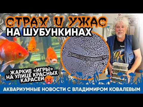 Видео: Аквариумные новости с Владимиром Ковалевым (21.07.2023).Страх и ужас на шубункинах.