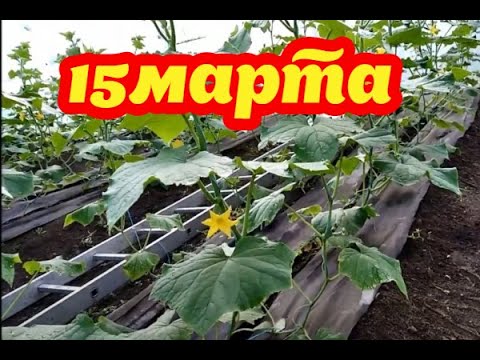 Видео: ОГУРЦЫ НА 15 МАРТА!