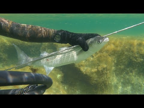 Видео: Подводная охота #36 Кефаль