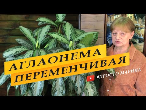 Видео: Аглаонема переменчивая. Содержание и уход. Комнатные цветы.