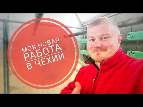 Видео: МОЯ НОВАЯ РАБОТА В ЧЕХИИ