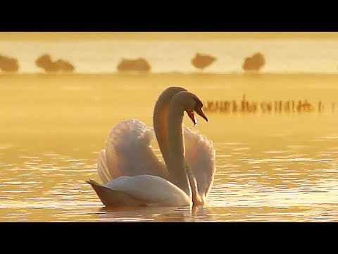 Видео: Из жизни юного лебедя. Фильм для детей и взрослых | Film Studio Aves