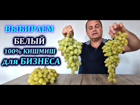 Видео: ВЫБИРАЕМ БЕЛЫЙ КИШМИШ ДЛЯ БИЗНЕСА