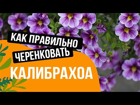 Видео: ЧЕРЕНКОВАНИЕ КАЛИБРАХОА//КАК ПРАВИЛЬНО ЧЕРЕНКОВАТЬ КАЛИБРАХОА