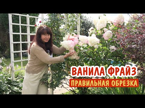 Видео: Как обрезать гортензию Ванила Фрайз, чтобы были БОЛЬШИЕ соцветия?