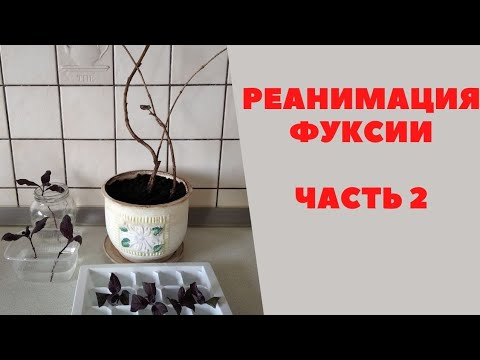 Видео: Фуксия. Подсаживаю черенки. Часть 2.
