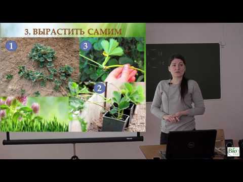 Видео: Выращивание земляники