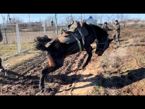 Видео: Джунгар дорога домой.