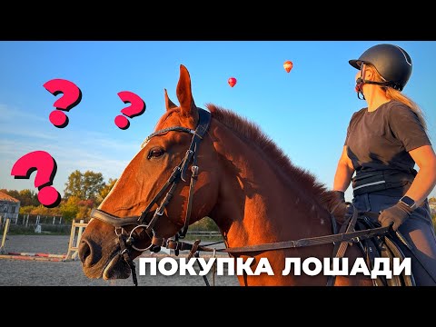 Видео: КАК Я КУПИЛА ЛОШАДЬ. ПОКУПКА ЛОШАДИ