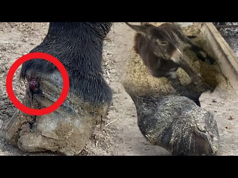 Видео: Бедняжка! Копыта у осла полны гнилого мяса!