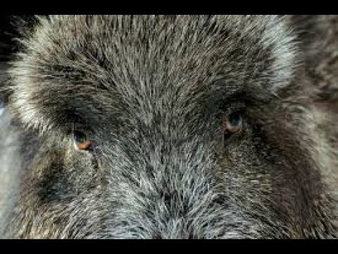 Видео: Как обхитрить секача