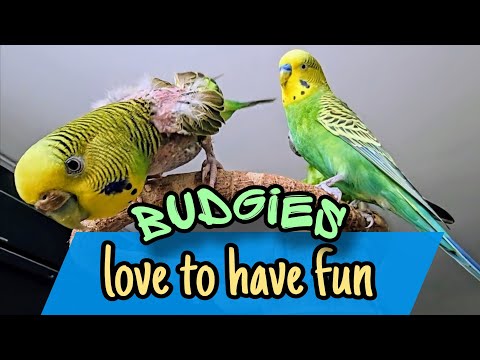 Видео: Budgies love to have fun / Волнистые попугайчики любят развлекаться