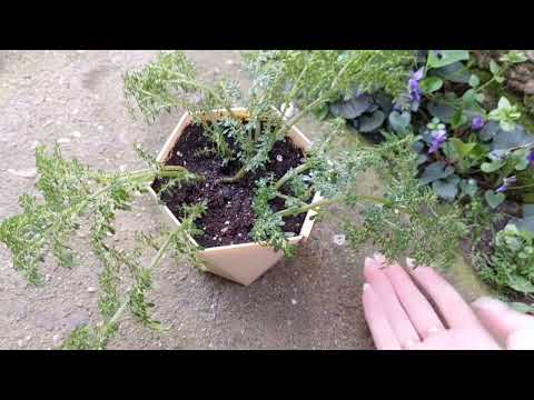 Видео: Пилея мелколистная 😍 знакомство🌱, пересадка 🪴👌