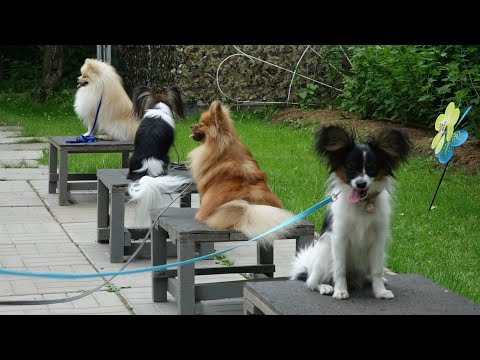 Видео: ДТ - 373. Папильоны и шпицы - миниатюрные компаньоны