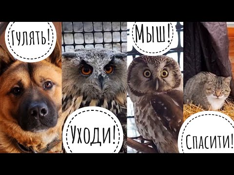 Видео: Как переносят морозы наши животные? Совы, собака, кошки на улице при -10°C в ноябре