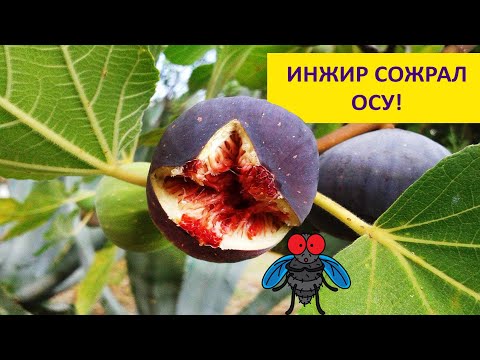 Видео: Можно ли съесть осу вместе с инжиром ? Наталья Носова.