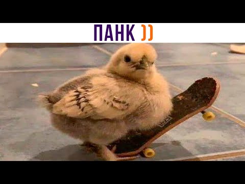 Видео: ПАНК ))) Приколы | Мемозг 1033