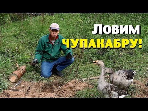 Видео: Ловим ЧУПАКАБРУ на участке!