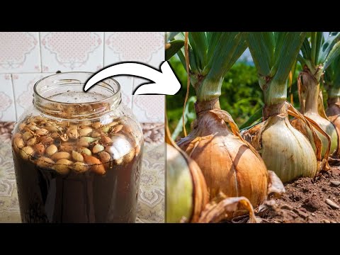 Видео: Не Сажайте Лук Без Этого Секретного Шага! 🧅💥 (ГАРАНТИРОВАННЫЙ ОГРОМНЫЙ УРОЖАЙ)