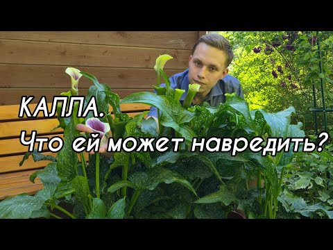 Видео: Красотка с ХАРАКТЕРОМ. Как ухаживать за каллой? 