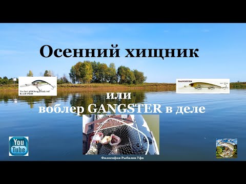 Видео: Осенний хищник или воблер GANGSTER в деле