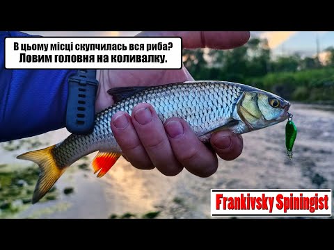 Видео: В цьому місці скупчилась вся риба? Ловим головня на коливалку.