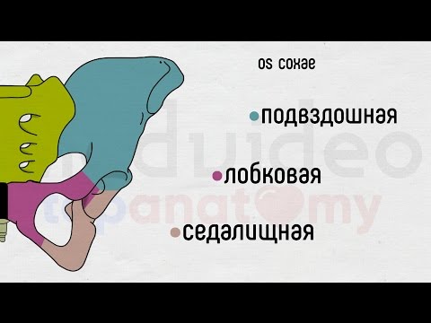 Видео: Скелет нижней конечности