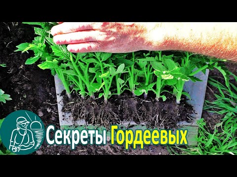 Видео: 🌱 Вся правда о рассаде 🌿 Опыт и выращивание рассады по технологии Гордеевых