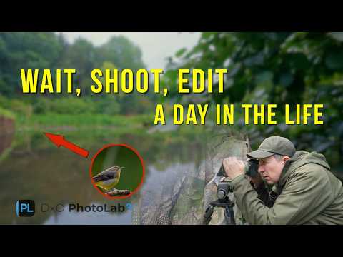 Видео: День из жизни фотографа дикой природы | От плана до редактирования с DxO PhotoLab 9