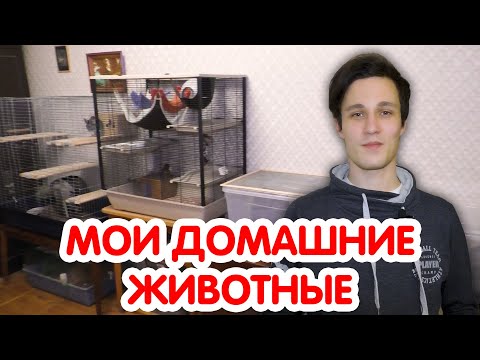 Видео: Рум тур по комнате с животными. Мои домашние питомцы