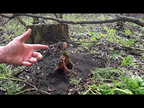 Видео: В поисках коряг для аквариума