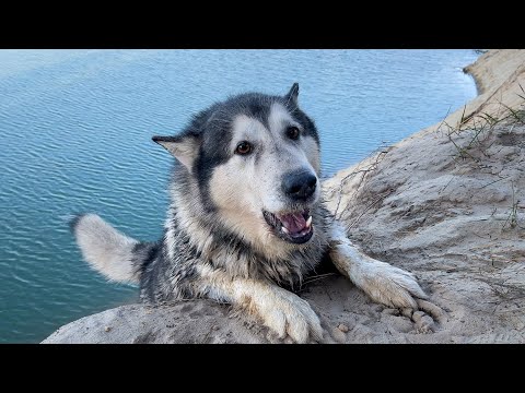 Видео: СОБАКА УПАЛА С ОБРЫВА В КАРЬЕР