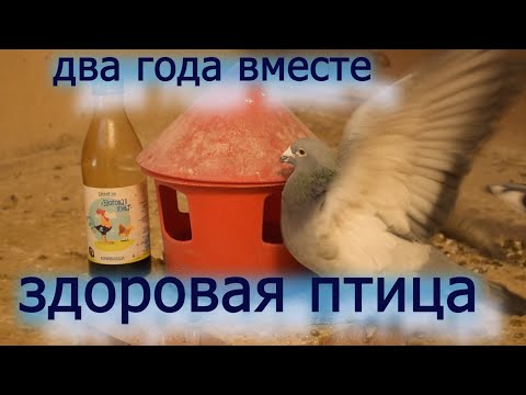 Видео: "ЗДОРОВАЯ ПТИЦА"-отличная органическая кормовая добавка для моих голубей. Применяю два года. Опыт