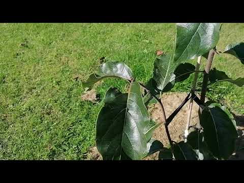 Видео: Хурма ранний сорт  Н-120, сверхранний сорт Mohler ( diospyros virginiana ) persimmon