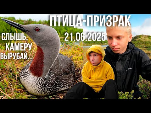 Видео: Репортаж с места событий. Краснозобая гагара и её гнездо