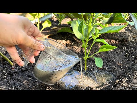 Видео: Это, без сомнения, лучшее удобрение для перцев! 🌶️ (100% натуральное и эффективное)
