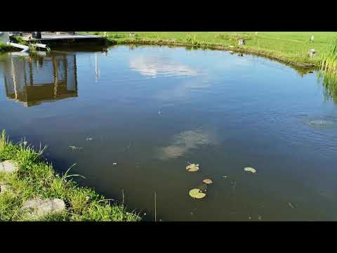 Видео: Фильтр для пруда барабанный первый пуск ошибки и результат