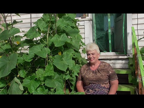 Видео: Подкормка Огурцов Куриным Пометом. Эта органическая подкормка повысит урожайность ваших огурцов.