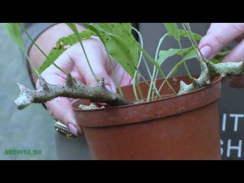 Видео: Новинки папоротников. Часть  2 (Drynaria,Polystichum,Lecanopteris)