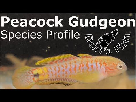 Видео: Павлиний пескарь | Профиль вида