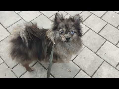 Видео: Малыши Арги уже ходят.