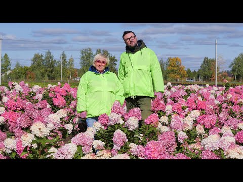 Видео: Лучшие сорта гортензий метельчатых. Обзор питомника Веры Глуховой. Новинка Самарская Лидия